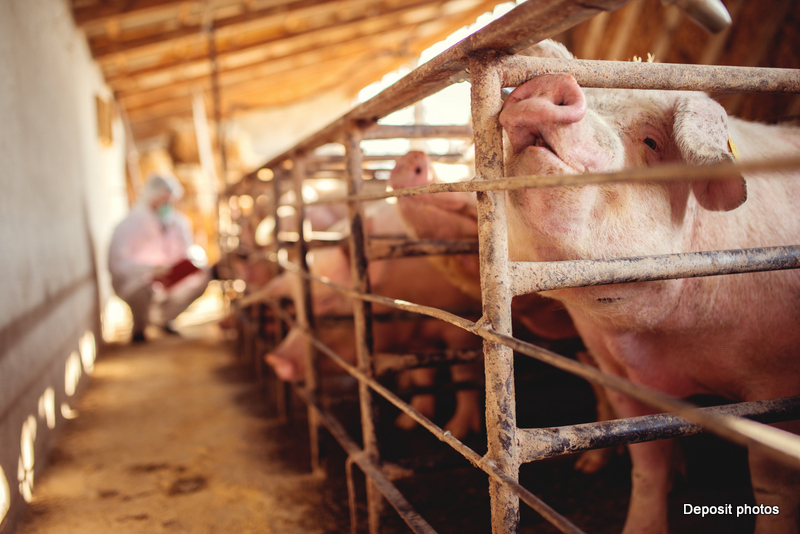 pig-diseases